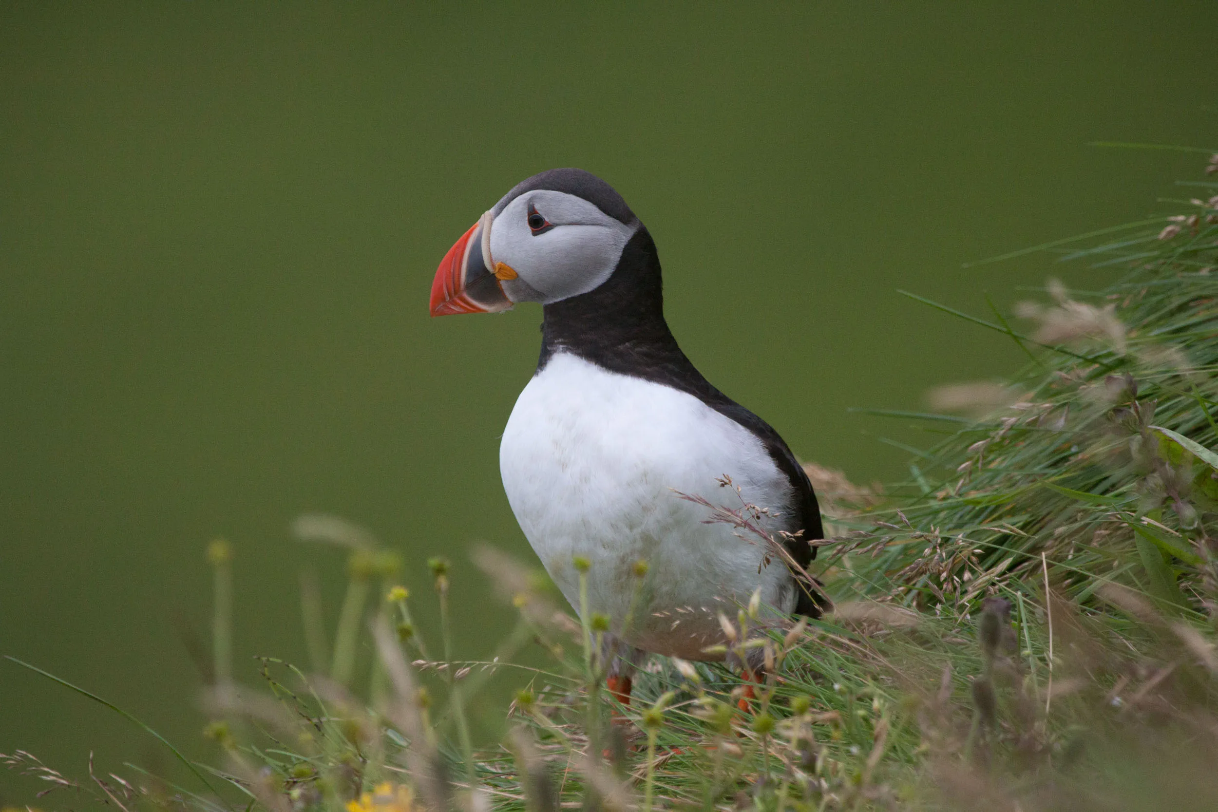 Papageientaucher (Puffin) an der Steilküste Islands